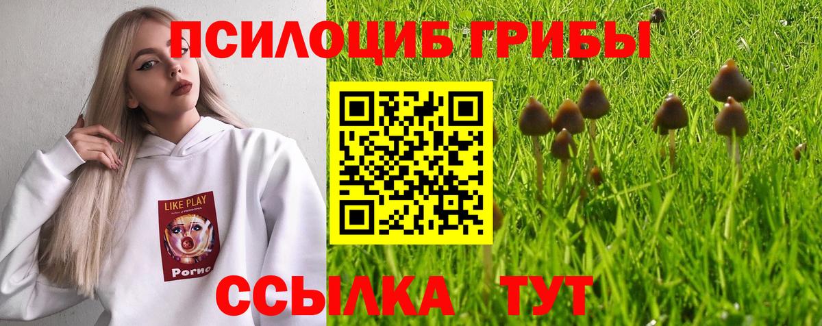 Нововоронеж  Псилоцибиновые грибы Psilocybe  Вход с VPN 